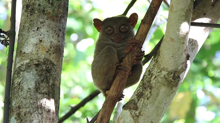 Tarsier Facts That Will Blow Your Mind!
