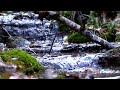 Beautiful Nature Forest - Relax Music