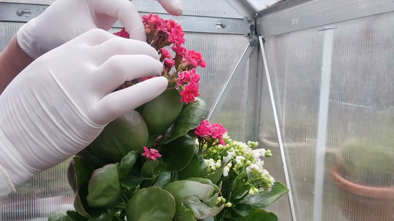 How do I care kalanchoe plant 🪴#kalanchoeplantcare #kalanchoeplantrepot