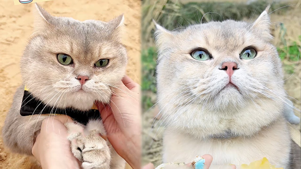 這505什麽意思啊？！招財我好想回家啊#lucky #cat #萌寵 #cute #funny