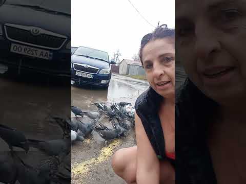 Ми рахуємо голубів щоранку а хтось гроші щастя буває різне