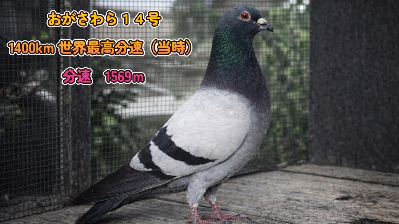 思い出に残る銘鳩 おがさわら14号 53。歴史に残る銘鳩。内田鳩舎