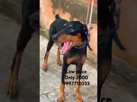 Low Price Doberman Puppy For Sale Sourabhkennel Doberman Puppyshort Dobermanlove Puppy 