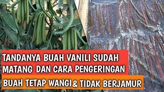 Signs That Vanilla Fruit Is Ready to Harvest and How to Dry It to Maintain Quality