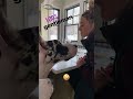 gentlest great dane ever 🤪