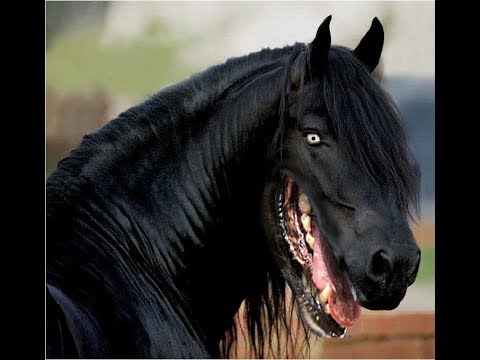 creepy horse stream  - creepy horse stream 