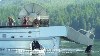 Learn about the Wild BC Salmon Seine Fishery