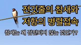 전깃줄의 참새와 저항의 병렬회로에 대한 이해 | 참새가 감전되지 않는 이유!