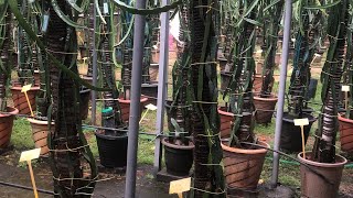 Dragon Fruit Garden Updates March-Frutting