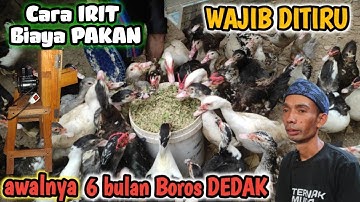 PAKAN SEHAT TERMURAH❗ PEMULA WAJIB TAU BAHAN YG BISA DIJADIKAN PAKAN ALTERNATIF,USAHA KREATIF #ENTOK
