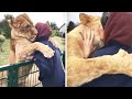 35 Most Heartwarming Animal Reunions with Owners