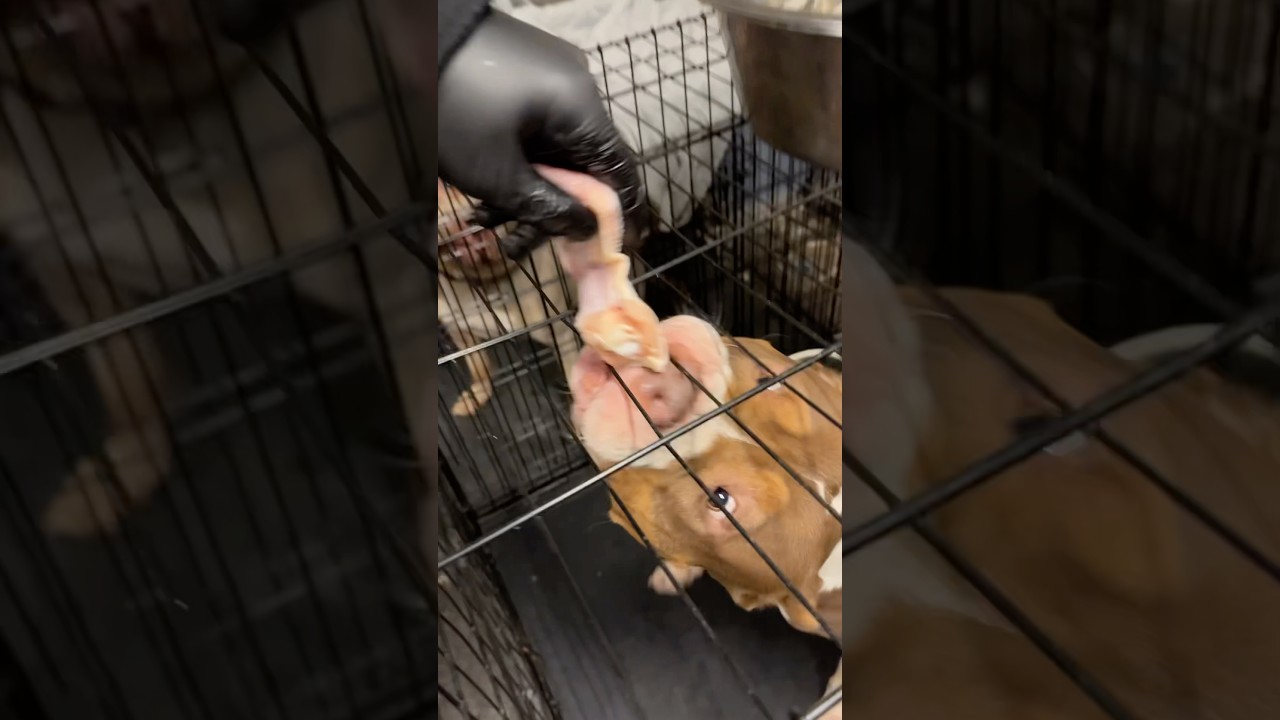 Snacks for dog fasting