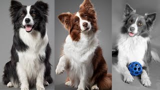 CUTE AND FUNNY BORDER COLLIE - TRY NOT TO LAUGH!!! 🐶😂 | Funny Pets