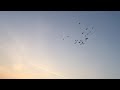 Агасиевские голуби Павла Шваба