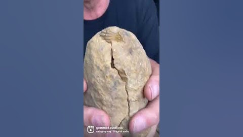 Trilobite extinct fossil arthropods are our favourite Christmas🥰👌🎅🎄❄🤶