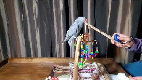 Bird Clicker Training - Indian Ringneck Session 3