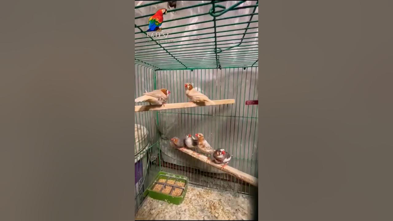 Fawn Java Sparrow bird birds latest Bids Shorts YouTube