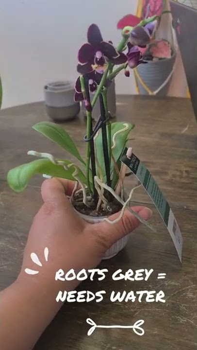 How to care for your first orchid | When to water and where to keep it