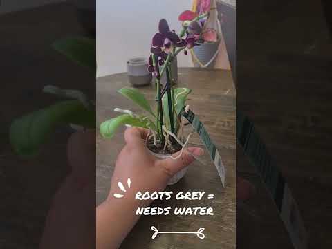 Video: Odontoglossum Orchids ni Nini - Jifunze Kuhusu Aina za Orchid za Odontoglossum