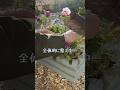 アネモネが可愛すぎたので寒いけどプランターで寄植えしました♪素敵なお花でございます。