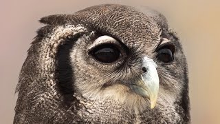 Owl Sound | Owls Sound Effects | Owl Calls | Owl Noises | Nature Sounds | No Music