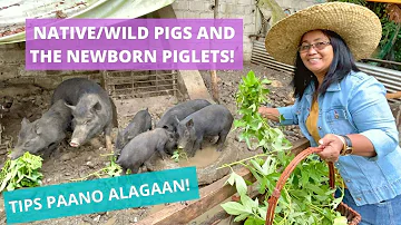 NATIVE/WILD PIGS: Feeding, Breeding and Meet Our Newborn Piglets | Kaya Bang Alagaan?