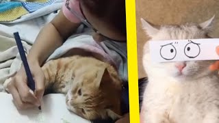 Trending cats and dogs funny videos 😂🤣 | Anomaly 200 by Animaly 5 views 7 months ago 5 minutes, 26 seconds