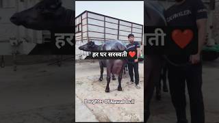 ❣️ हर घर सरस्वती ❤️ Daughter of Nawab bull #murrah #viral shorts #youtube #shorts
