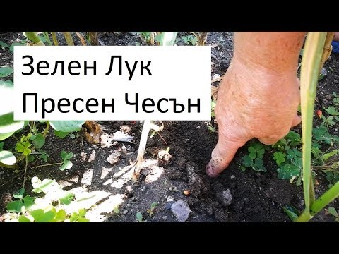 Видео: Как да отгледаме добра реколта от лук и чесън