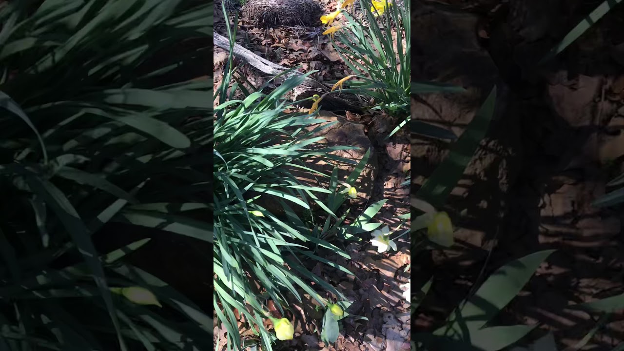 Ruth Stout gardening