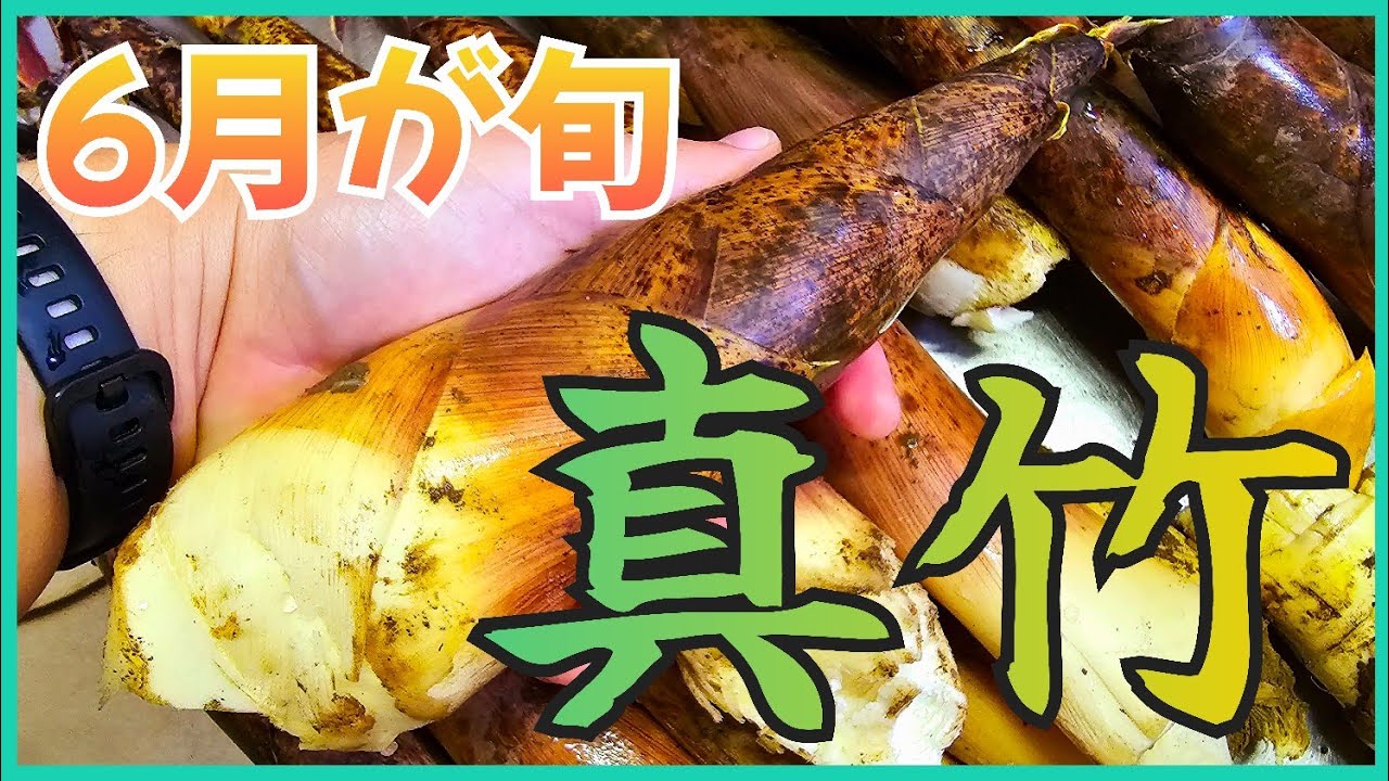【タケノコ】今が旬!真竹の採り方と食べ方【サバイバル】 - YouTube