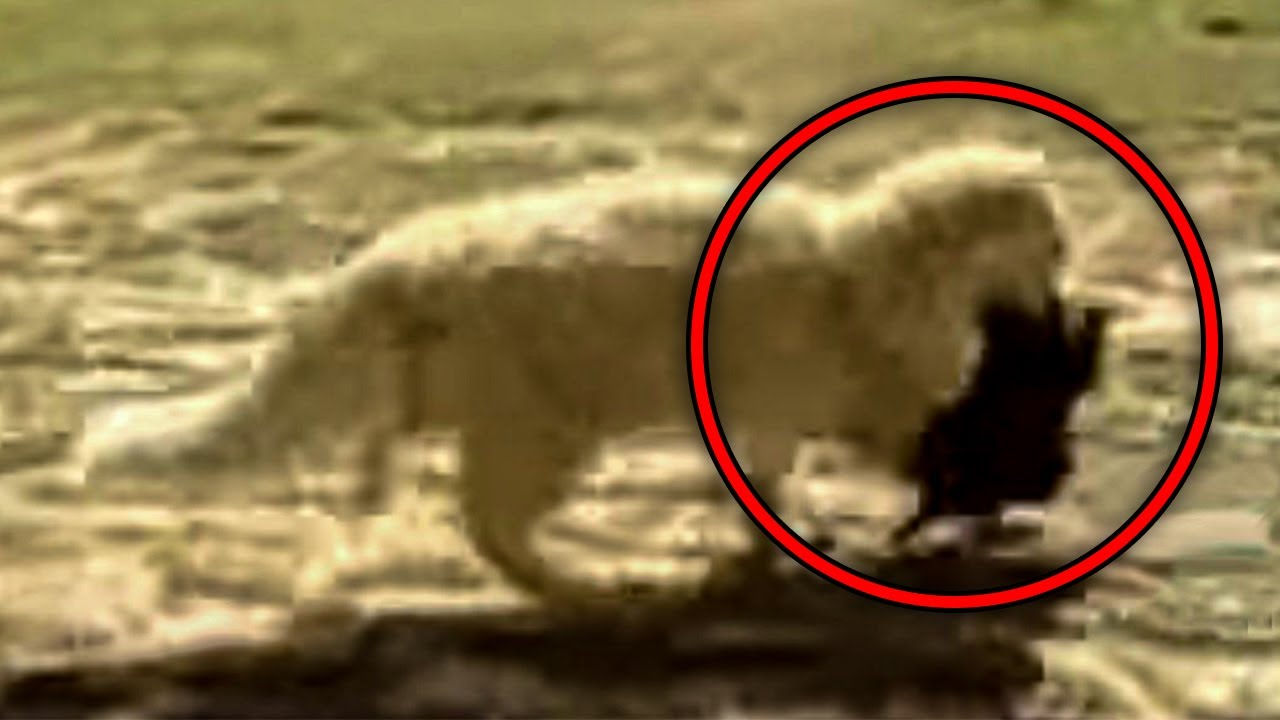 A Cat Kept Kidnapping The Neighbor’s Puppies For Shocking Reasons YouTube