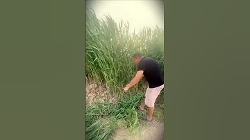 smart long-handled grass cutter that is easy to use in the garden #shorts