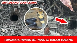 CIRI CIRI LUBANG ULAR KOBRA#CIRI LUBANG ULAR BERACUN & BERBISA