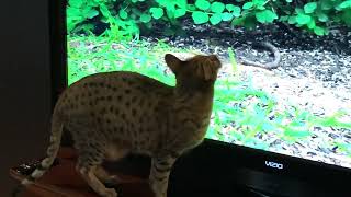 Watching Cat TV