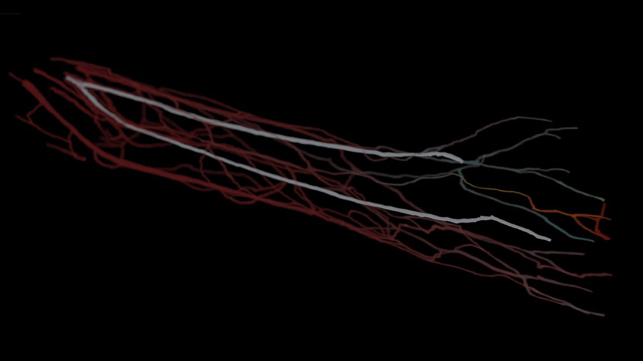 Visualisation of a forearm data set from HemeLB using Intel® OSPRay Studio on LRZ’s SuperMUC-NG