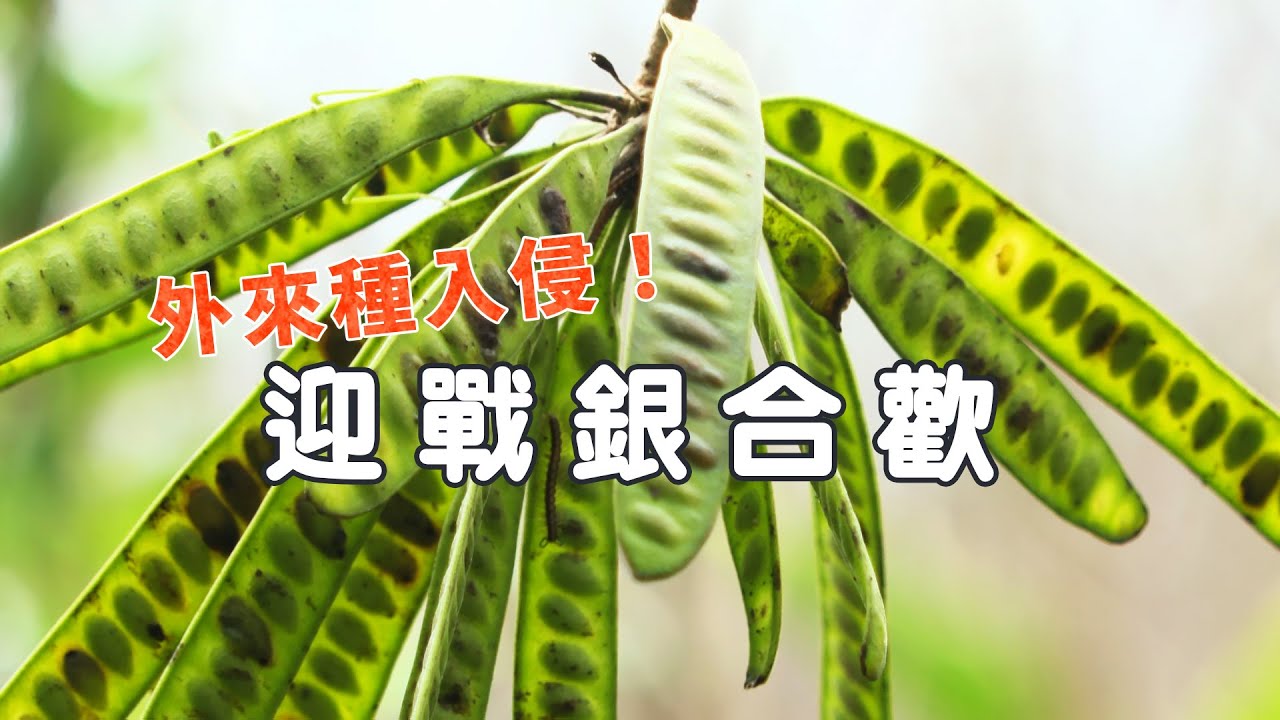 【外來種入侵】迎戰銀合歡｜奇兵出招是否能奏效？ (我們的島 1146集 2022-03-07)