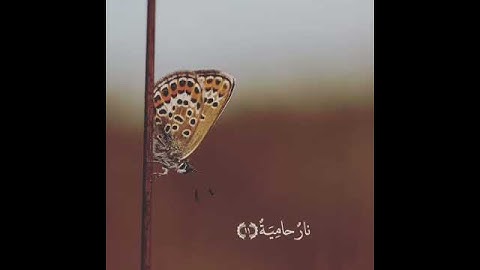 {سورةالقارعة} تلاوه مبكي وخاشعه*للشيخ ياسر الدوسري*حالات واتس اب