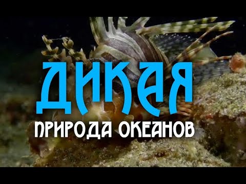 Дикая Природа Океанов 2 Часть Wildlife Of The Oceans 2 Part