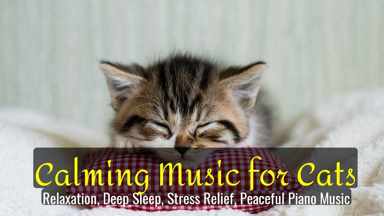 LIVE Adorable Cat Sleeping for Deep Relaxation 💤 | Season 46