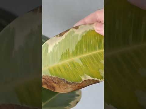 Видео: Листья каучукового растения желтеют: исправление каучуконосного растения с желтыми листьями