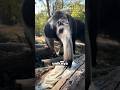 Pernah Lihat Hewan Aneh Ini Bro? Badannya Gede Tapi Makanannya Cuma Semut #faktahewan #giantanteater