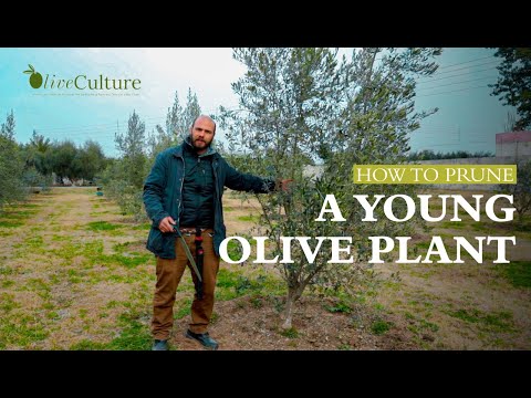 How to Prune a Young Olive Plant | OliveCulture