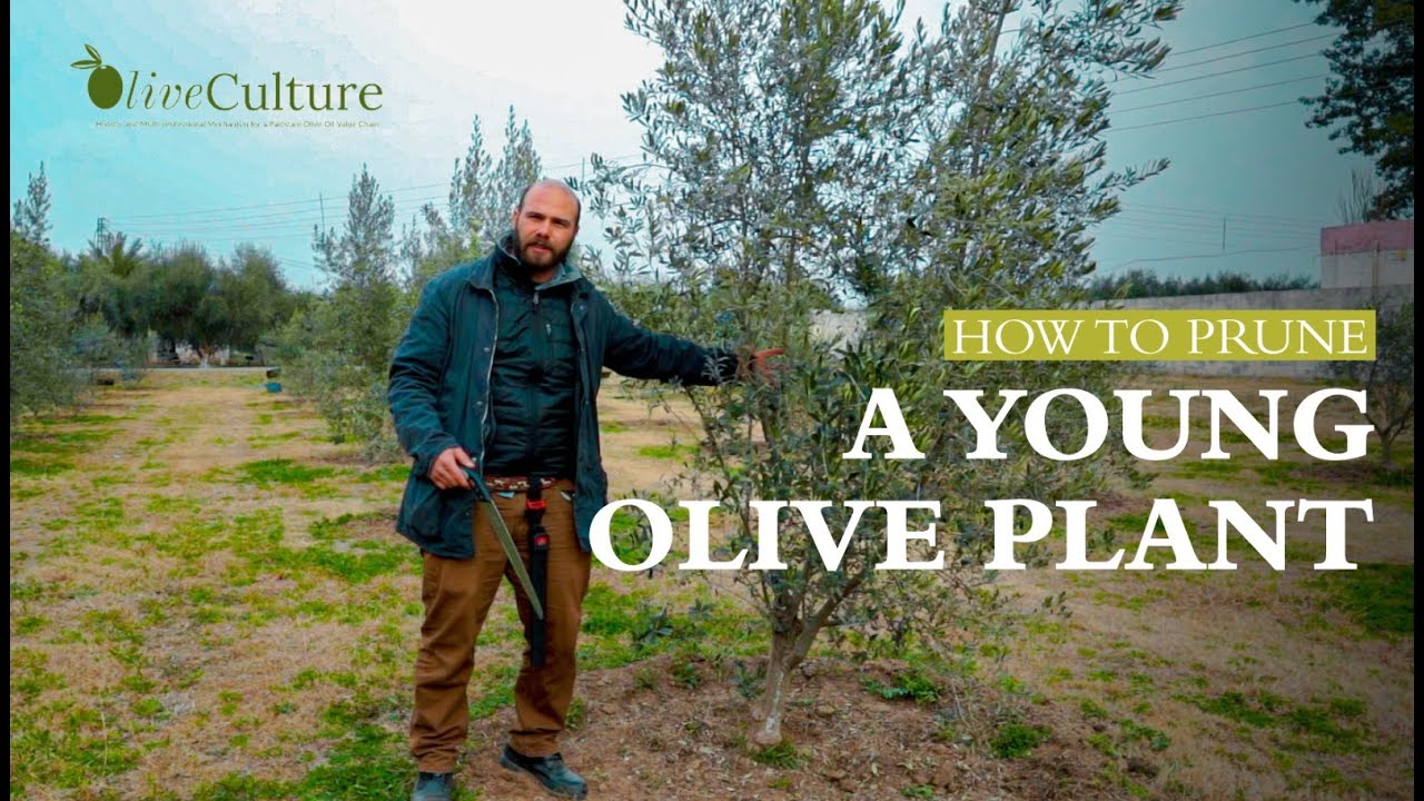 How to Prune a Young Olive Plant | OliveCulture