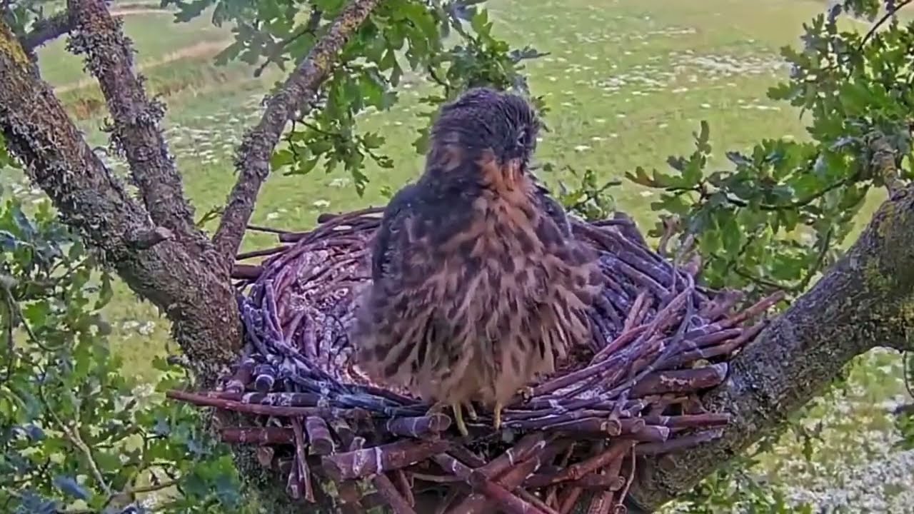 #falcon Cam4#142 Review baby birds in the nest - Dad and mother brings food to feed their chicks