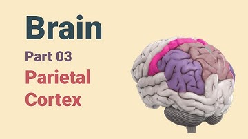 Brain Parietal Cortex | Brain-03