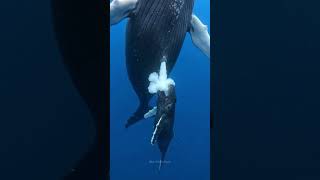 This Is How Whale Mothers Feed Their Babies ❤️