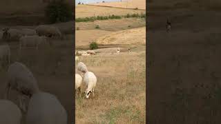 Çobanköpekleri Bırakın Yaban Hayvanı Sürüye Başka Köpek Bile Sokmuyor Öpeği