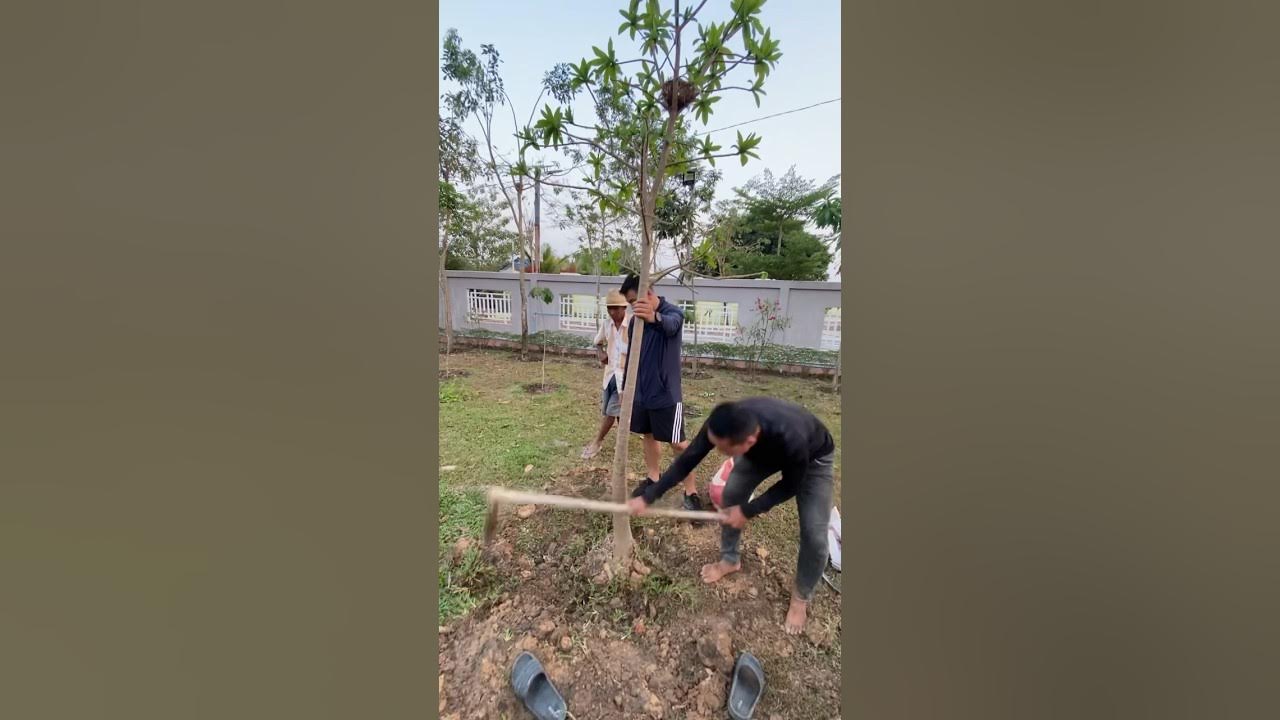 Cannonball trees growing gardening tree plants grow youtube