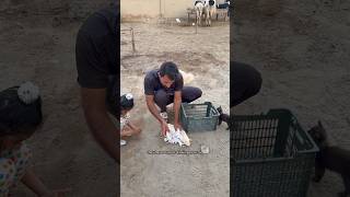 These rabbit babies are drinking their mother's milk. #rabbitfarming #minizoo #foryou #petsvlogs